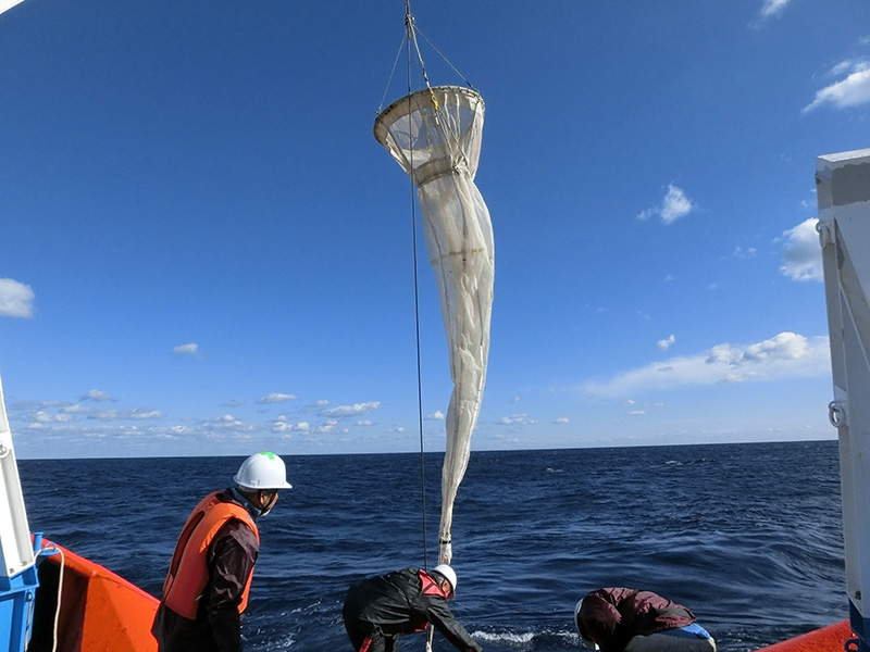 インド洋標準ネットによる生物収集